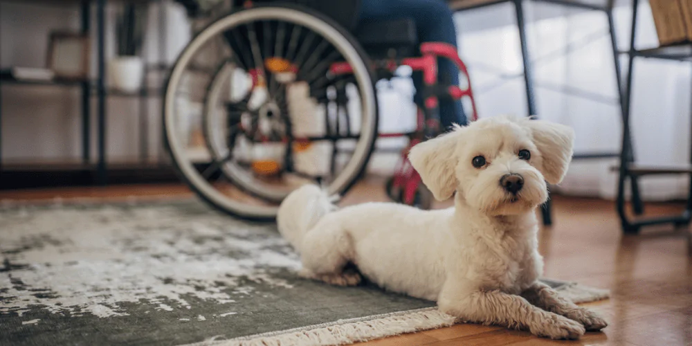 A picture of a terrier lying next to a person in a wheelchair