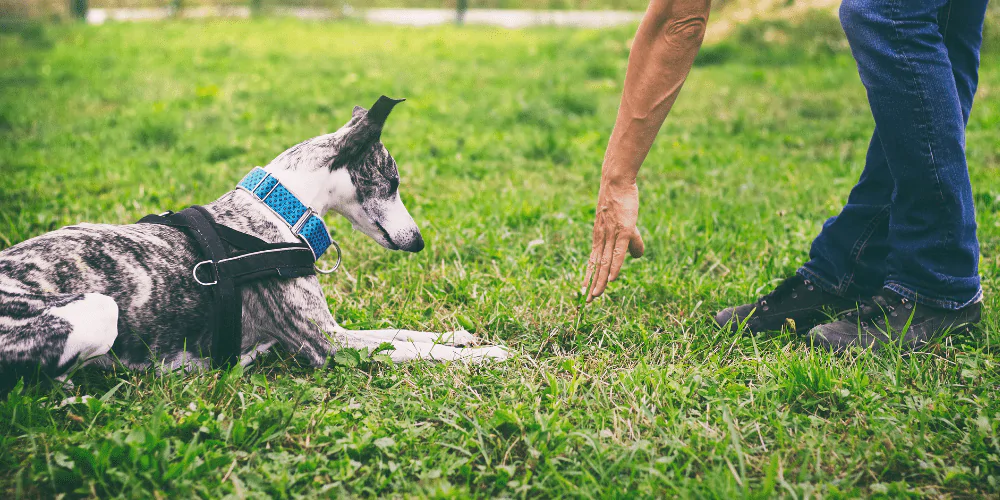 A picture of a mixed breed dog being trained outside