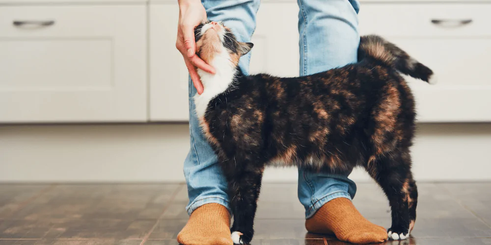 A picture of a tabby cat being scratched by their owner