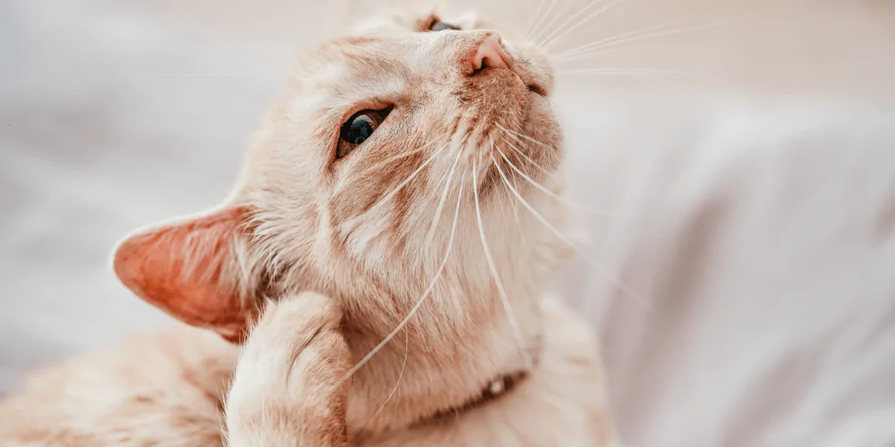 A picture of a ginger cat scratching their ear