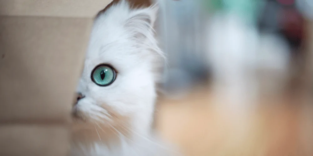 A close up picture of a white cat with blue eyes hiding behind a bag