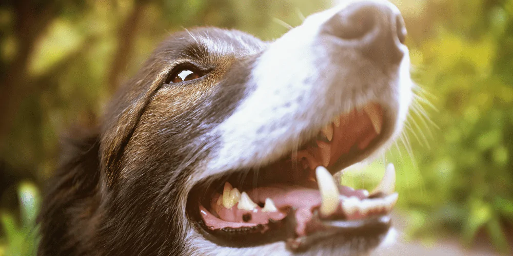 A picture of a mixed breed dog smiling