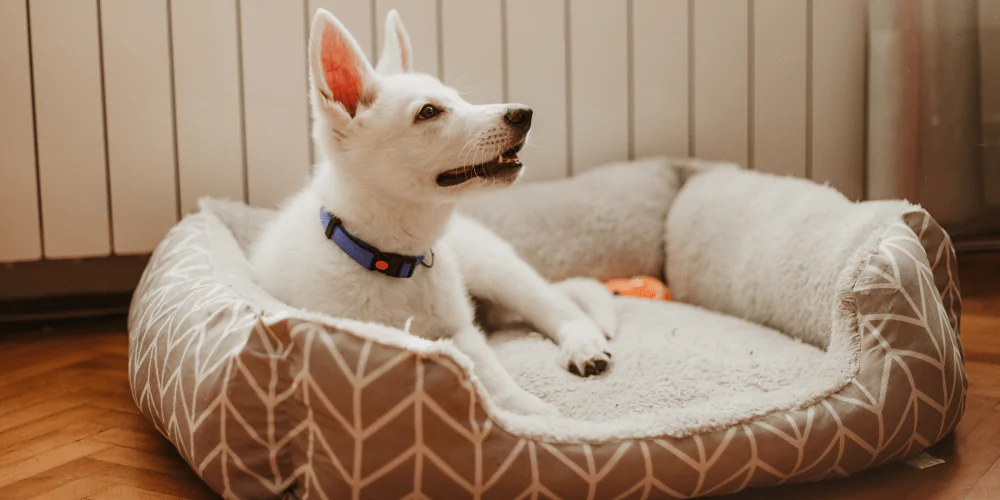 A picture of a mixed breed white dog lying on a dog bed