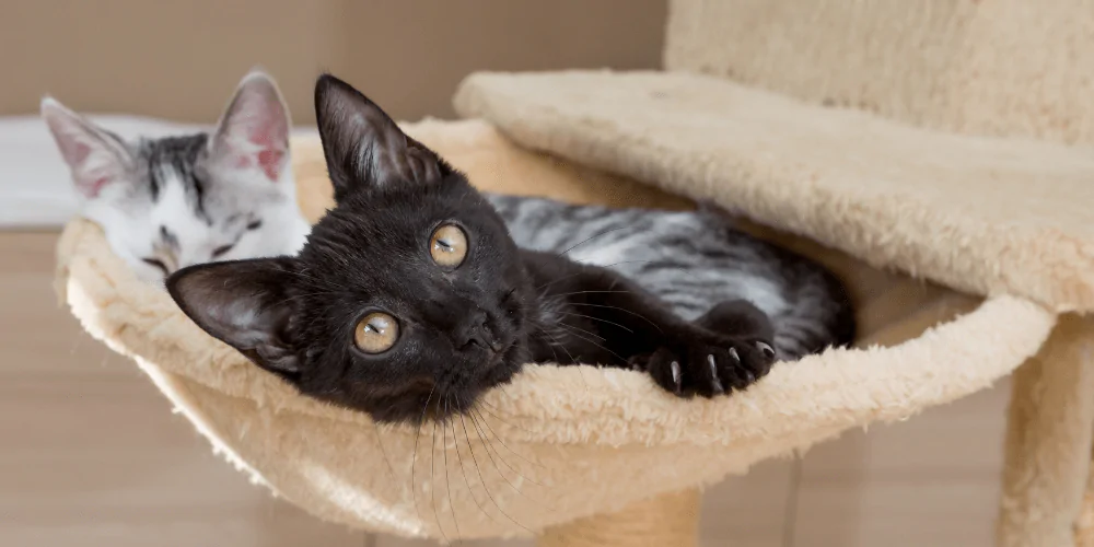 A picture of two short haired kittens lying in a cat tree