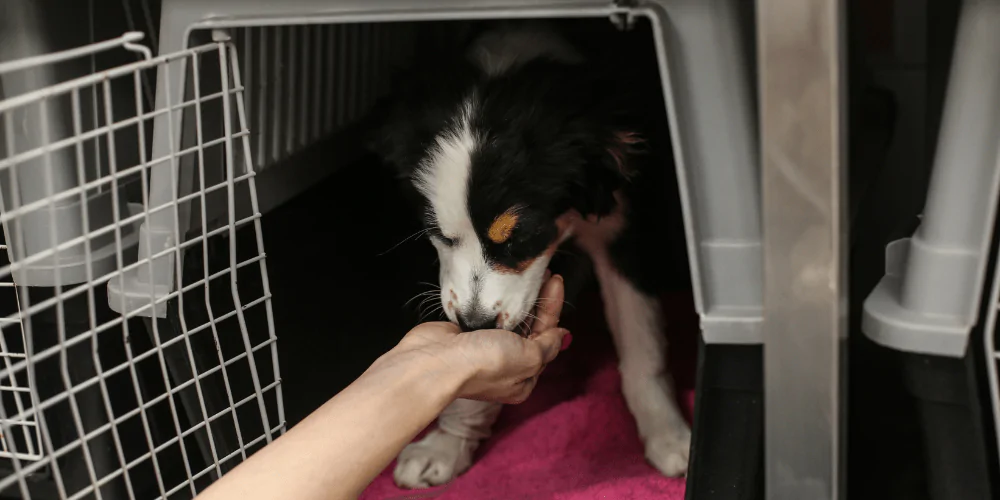 A picture of a puppy being carrier trained ready for a vet visit