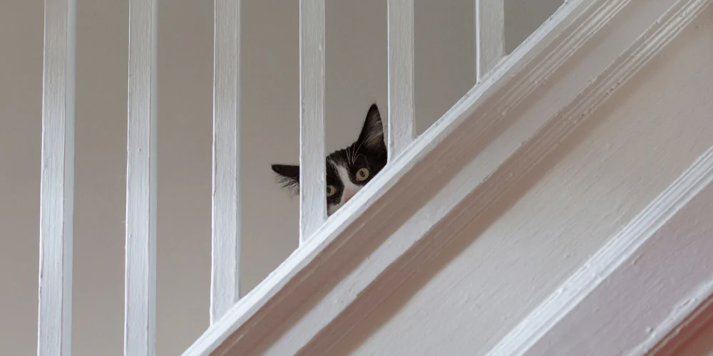 A picture of a tuxedo cat hiding on the stairs