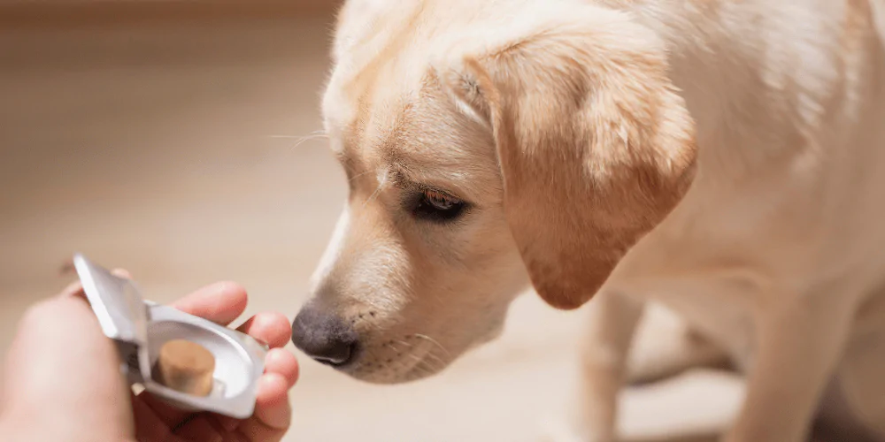 A picture of a young Labrador smelling a worming tablet