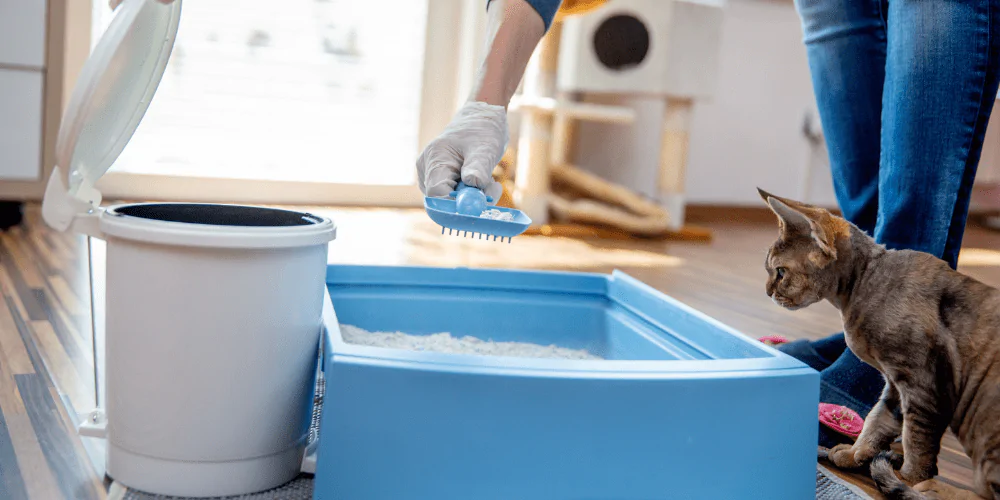 A picture of a cat having their litter box cleaned by their owner