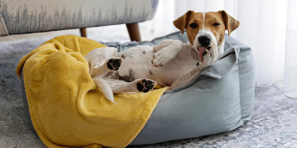 A picture of a Jack Russell terrier lying in bed licking their paw