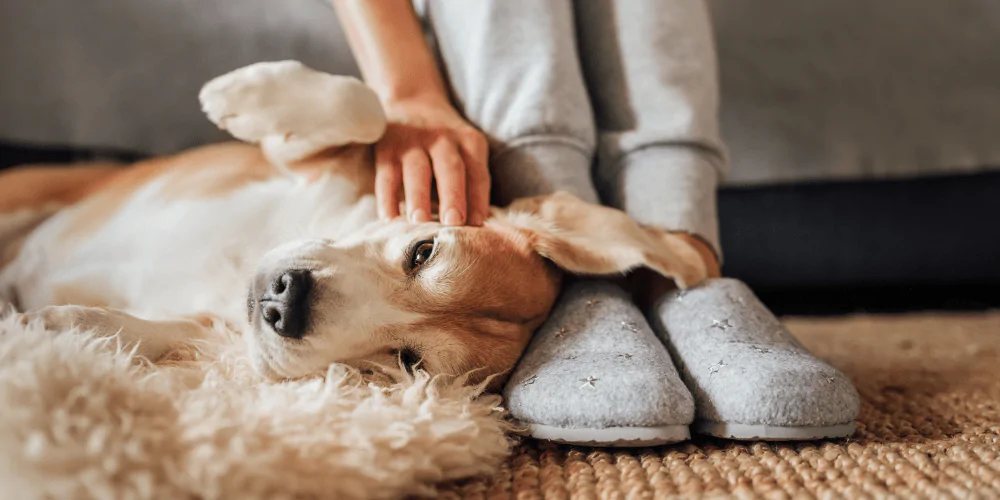 A picture of a lethargic dog lying by their owners feet having their head gently stroked