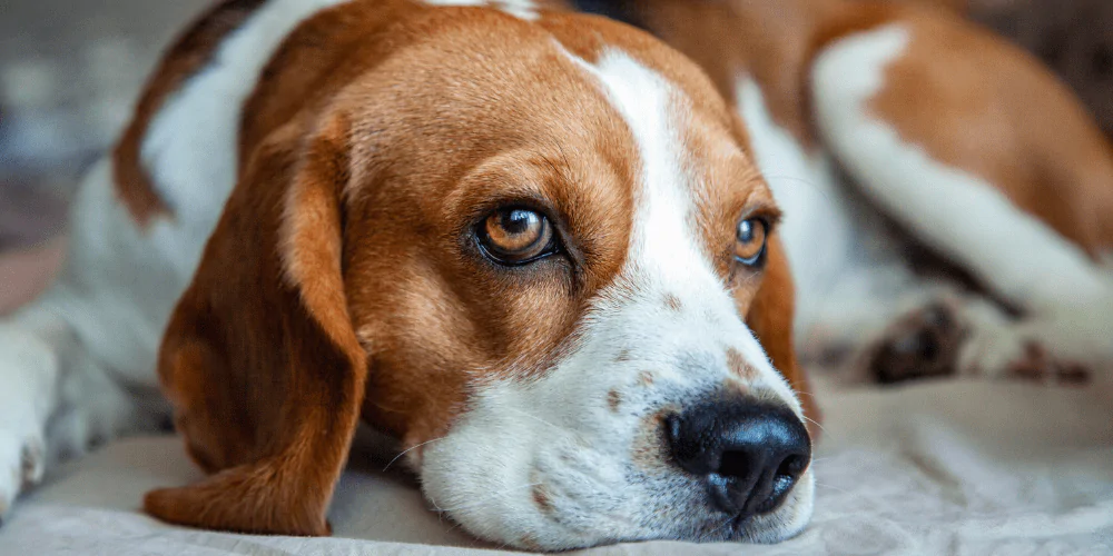 A picture of a sleepy Beagle