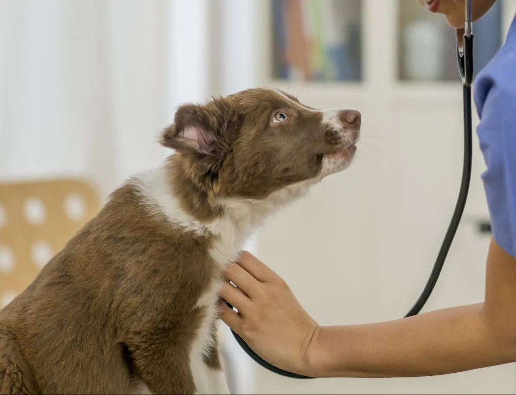 A veterinarian is taking care of a new puppy during his check up.