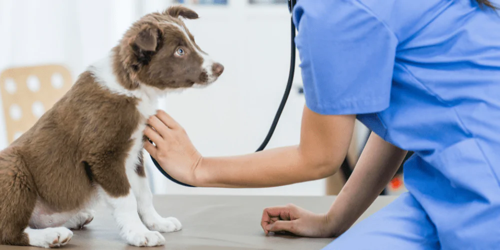 A picture of a Shepherd puppy having a health check at the vet