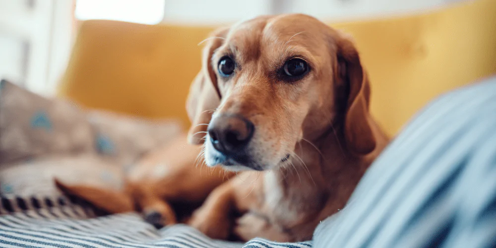 A picture of a poorly Labrador lying on a sofa