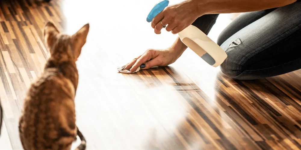 A picture of a cat owner cleaning the floor near their exotic kitten