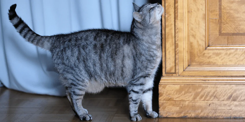 A picture of a grey tabby cat rubbing themselves on furniture