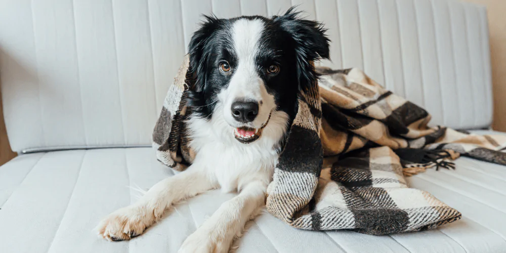 A picture of a Border Collie snuggled under a blanket