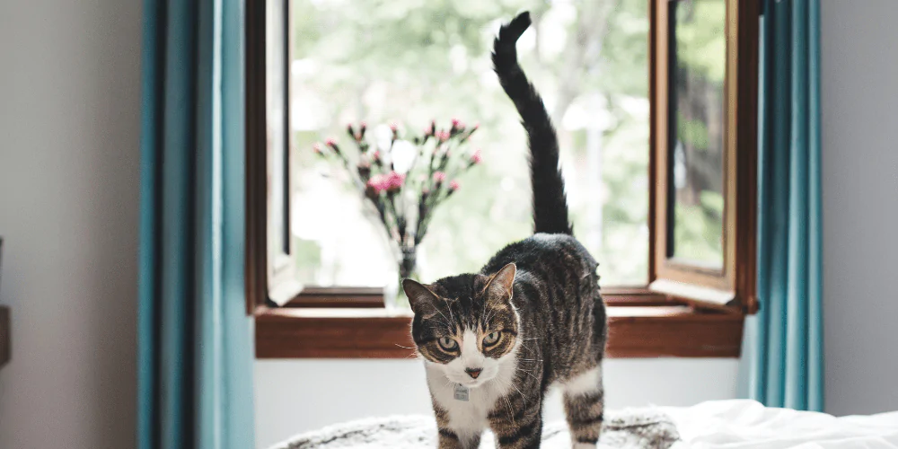 A picture of a tabby cat sitting on a bed with their tail held high