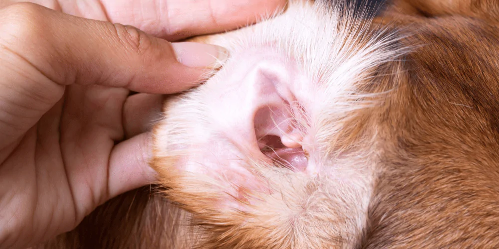 A picture of dog having their ears checked by their owner