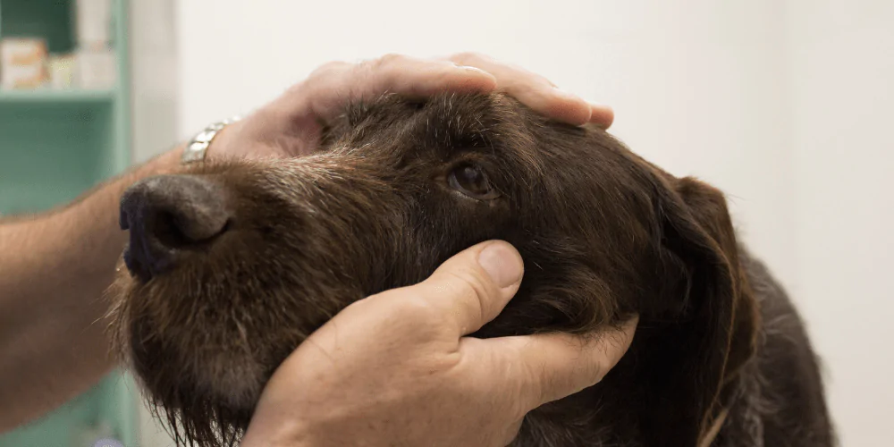 A picture of a wire haired Vizsla having their eyes checked by their owner