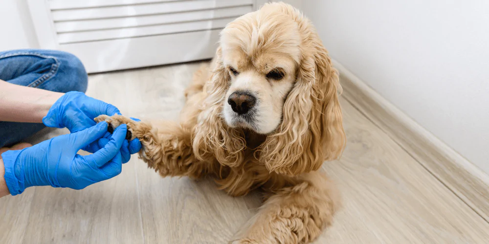 A picture of a Spaniel having their paw checked by their owner