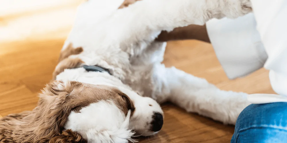 A picture of a Spaniel lying down while being handled by their owner