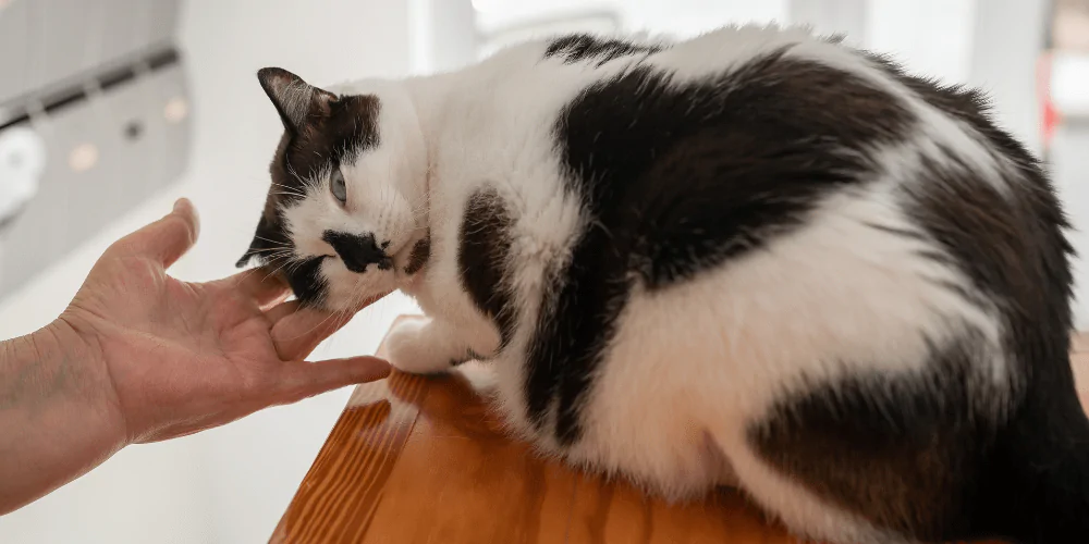 A man doing a consent test with a black and white cat