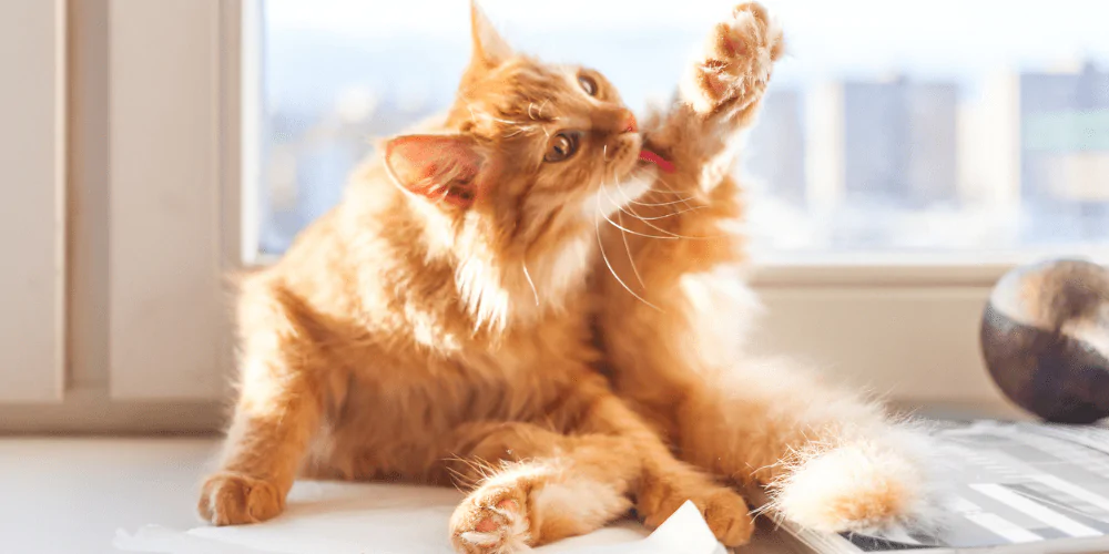 A picture of a long haired ginger cat licking the fur on their leg