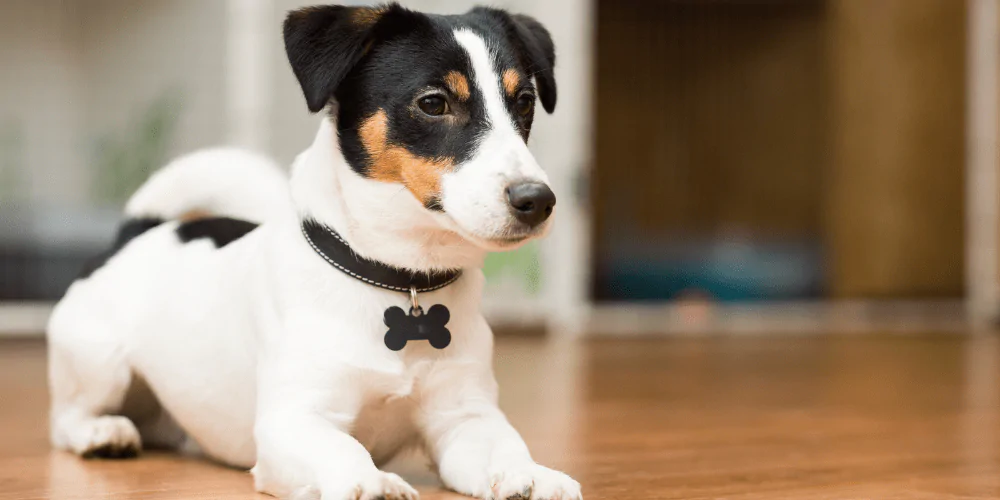 A picture of a Jack Russell Terrier lying down ready for their handling training