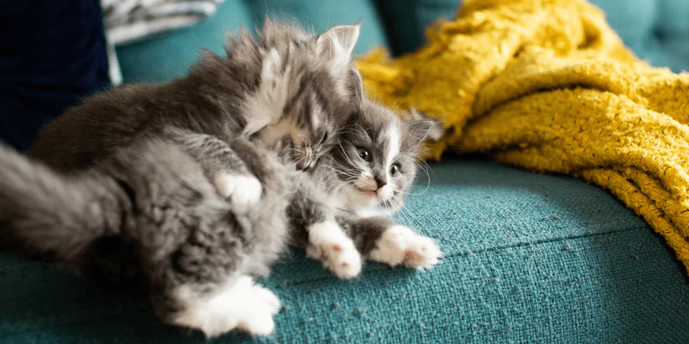 A picture of two grey long haired kittens playing with each other on a blue sofa