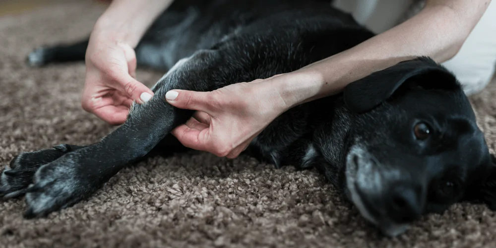 A picture of a mixed breed dog having their leg checked by their owner