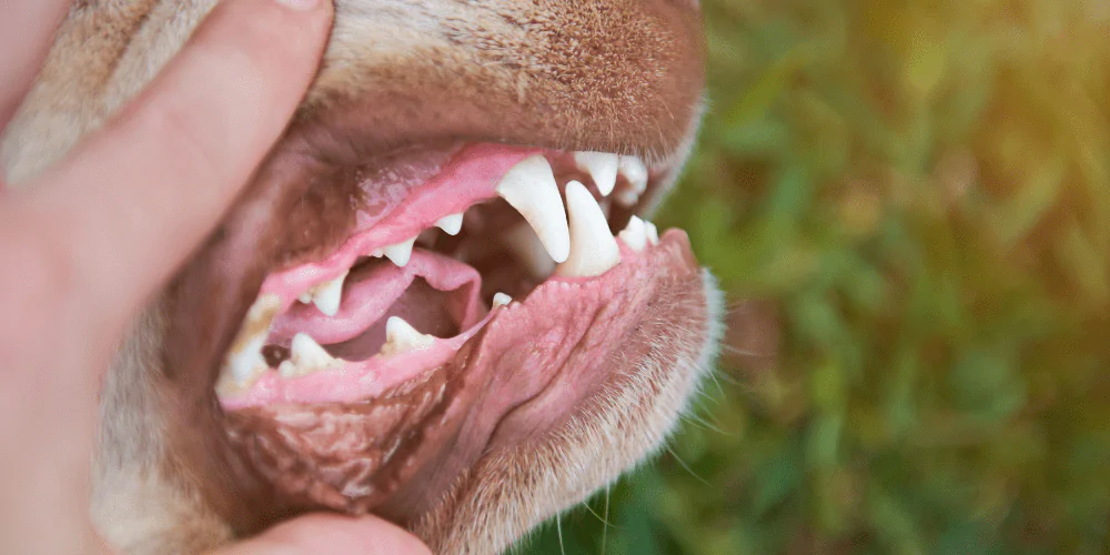 A picture of a dog having their teeth checked by their owner