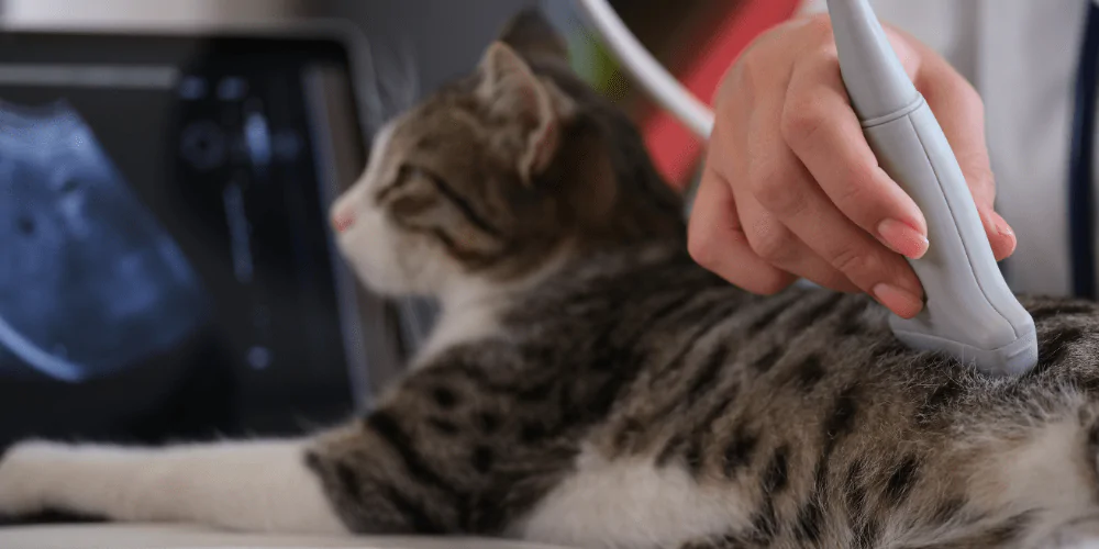 A picture of a cat having an ultrasound