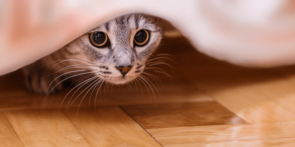 A picture of a striped cat hiding under a table