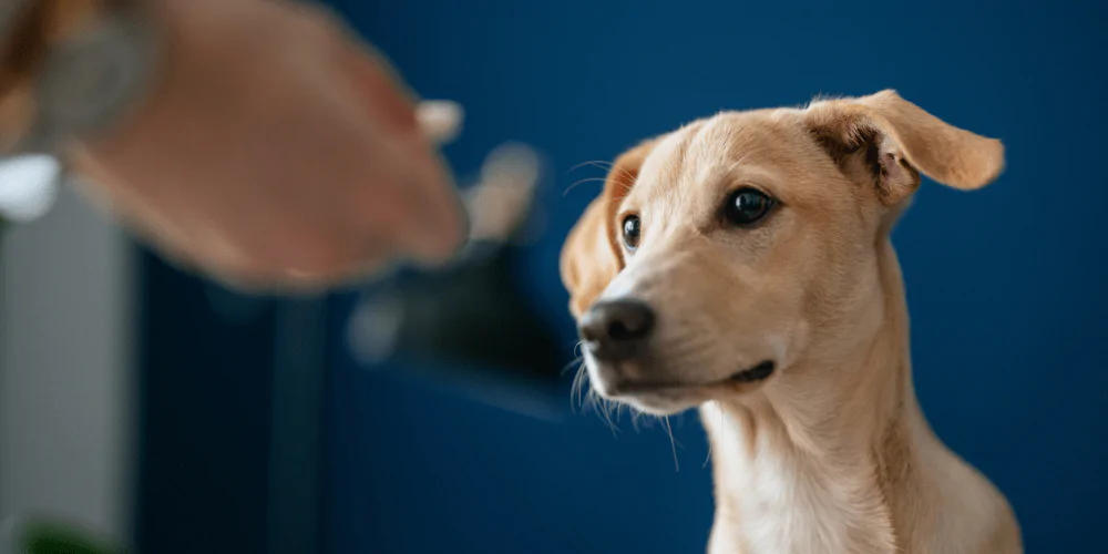 A picture of an owner holding out their hand to do a consent test with their mixed breed dog