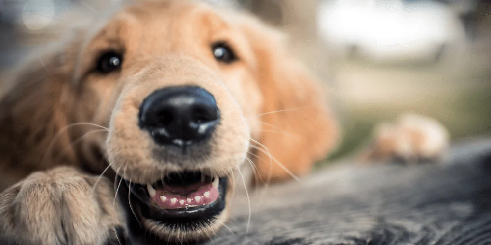 An image of a Golden Retriever puppy resting their head on a log