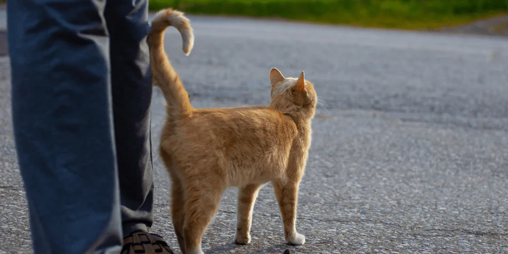 A picture of a ginger cat rubbing their tail on their owner