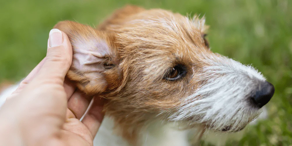 A picture of a Jack Russell Terrier having their ears checked by their owner