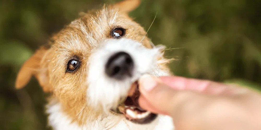 A picture of a Jack Russell Terrier being given a tablet