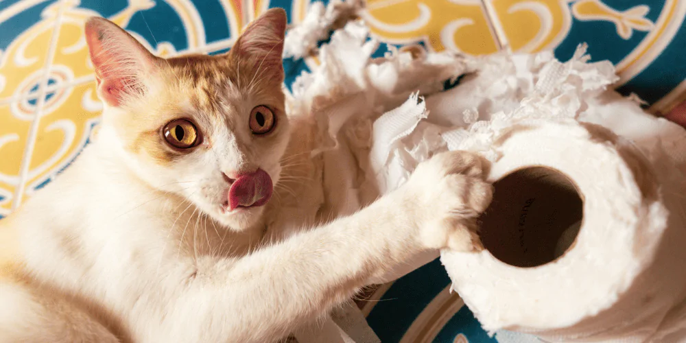 A picture of a ginger and white cat with shredded toilet roll