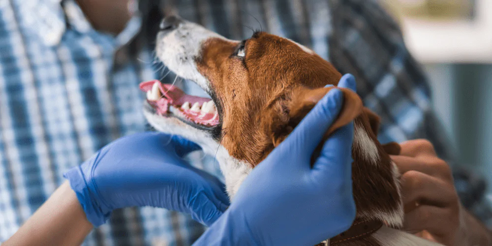 A picture of a mixed breed dog with a vet getting ready for medicine