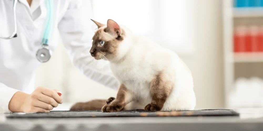 A picture of an exotic cat on the vet table