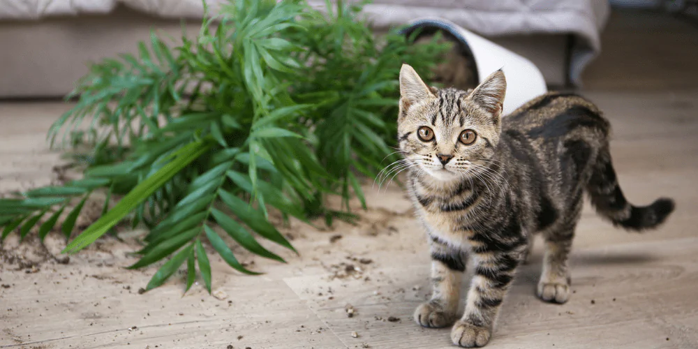 A picture of a tabby kitten next to a plant pot it knocked over