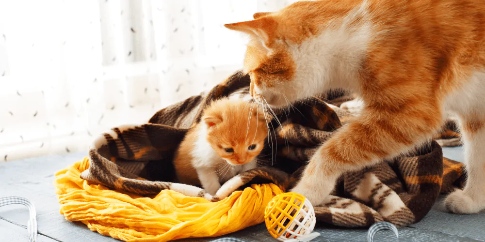 A picture of a mother cat with her ginger kitten