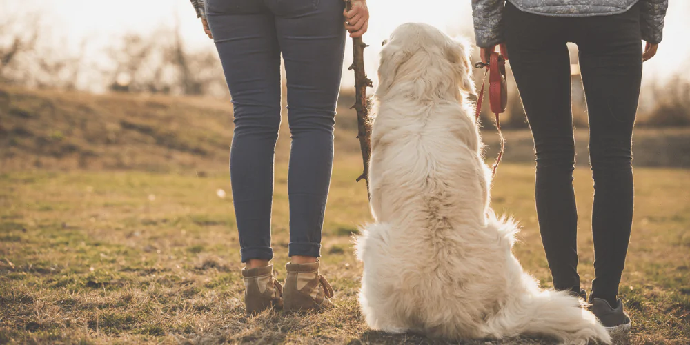 A picture of a Labrador sat between their owners while on a walk