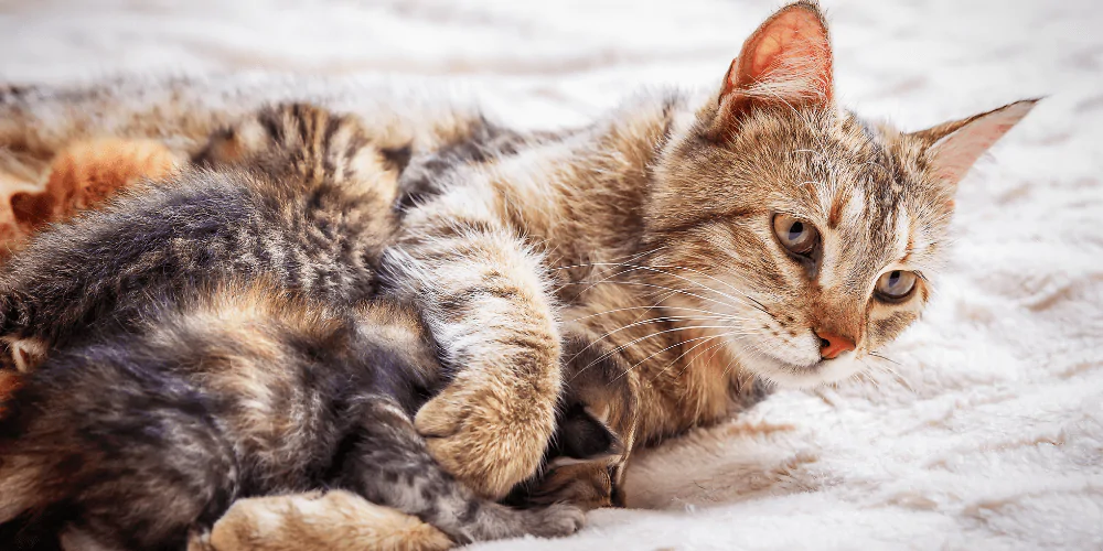 A picture of a tabby cat nursing her kittens