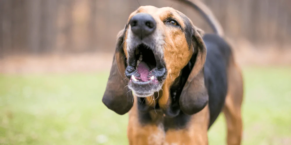 A picture of a Hound barking at something out of shot