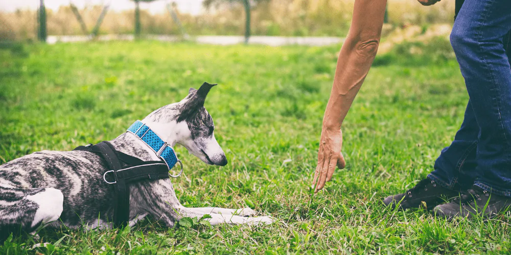 A picture of a Lurcher training with a behaviourist