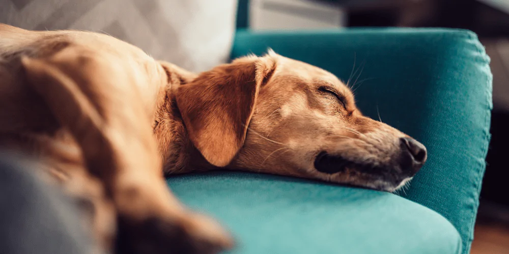 A picture of a sleepy Labrador mix lying on a sofa