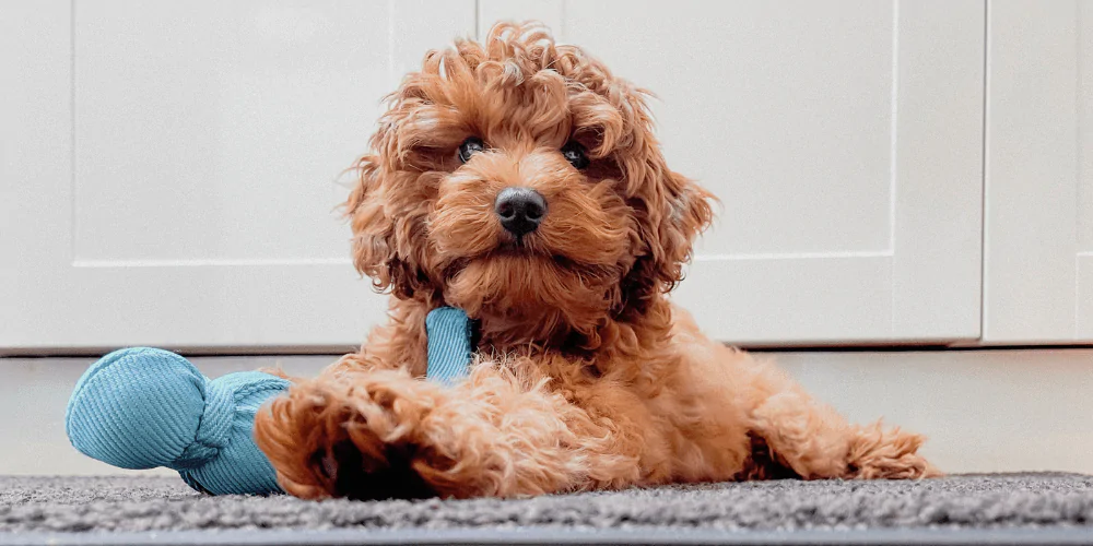 A picture of a Cockapoo puppy with a Wobber toy